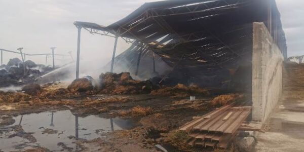 incendio azienda bufalina 2